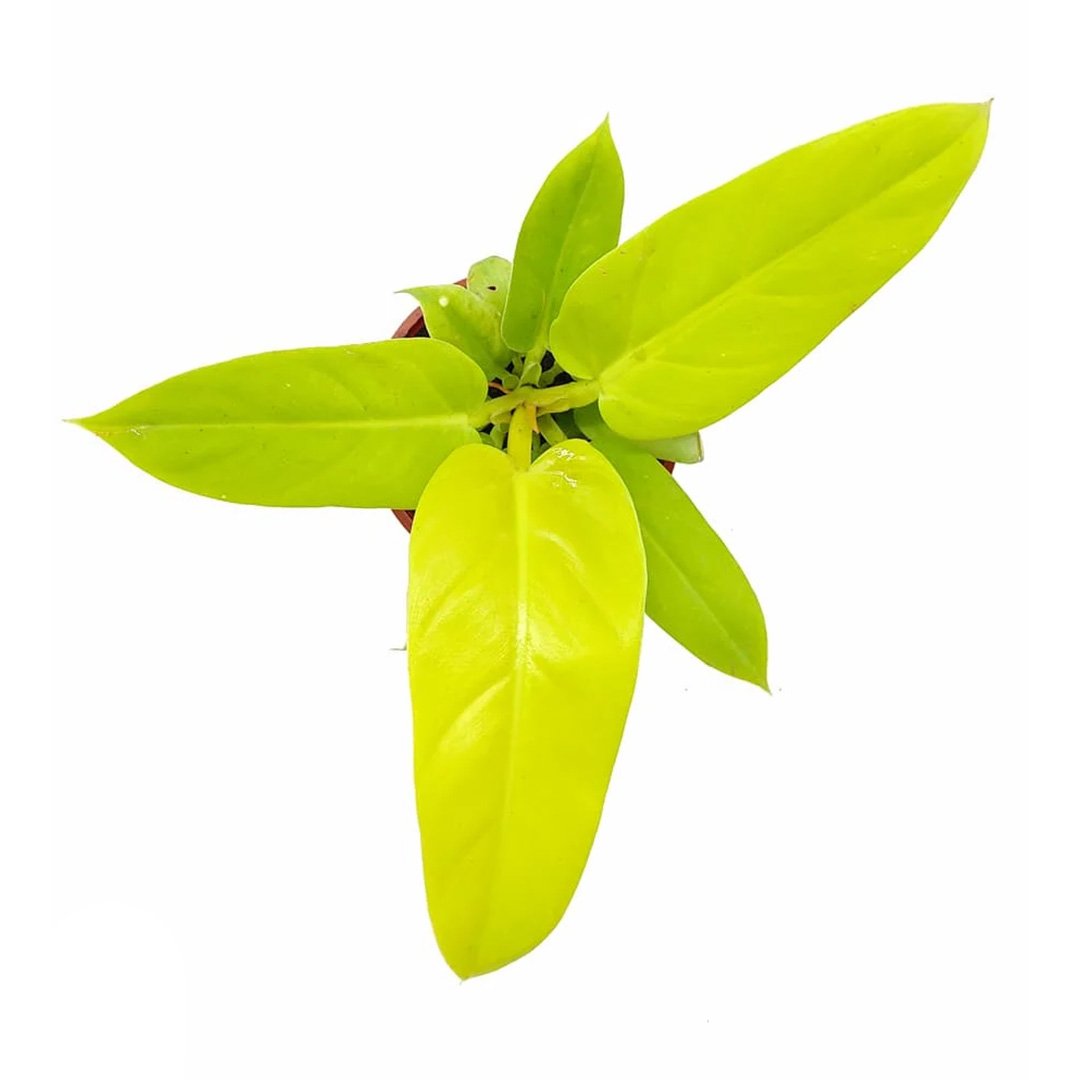 Philodendron Melinonii Gold